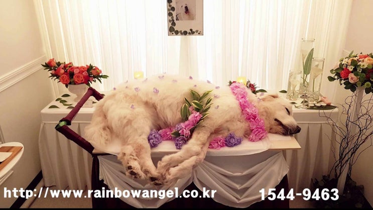  강아지죽었을 때 반려동물죽었을 때 우선적으로 파악해야 하는 것들