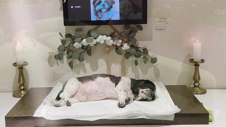  고양이 죽음 반려묘 사망 화장 장례식장 올바른 방식으로 이별하기