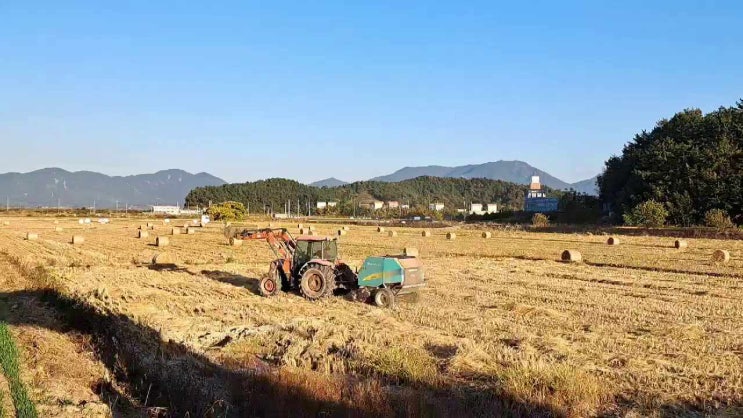  볏짚 마시멜로 - 베일러 트랙터 작업현장