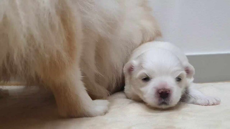  <제4장> 똥을 먹는 우리강아지