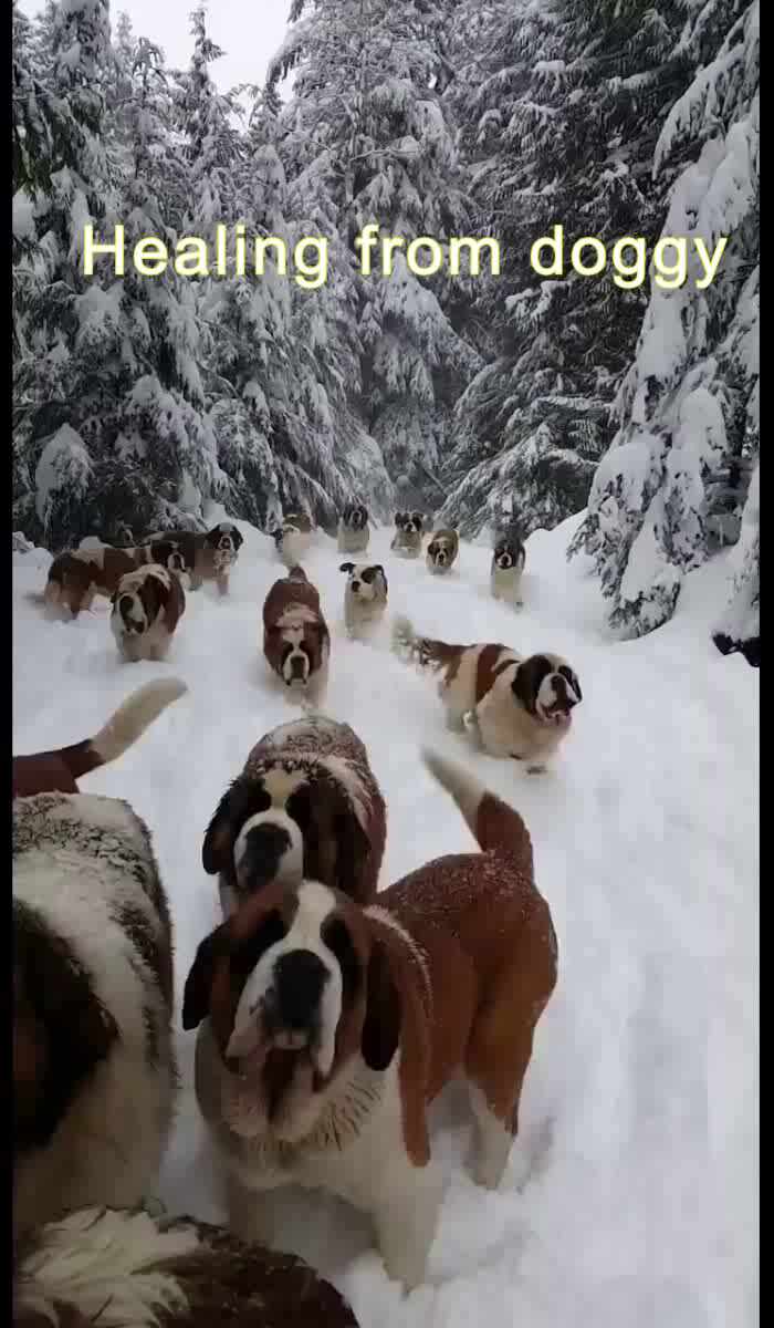  healing with doggy