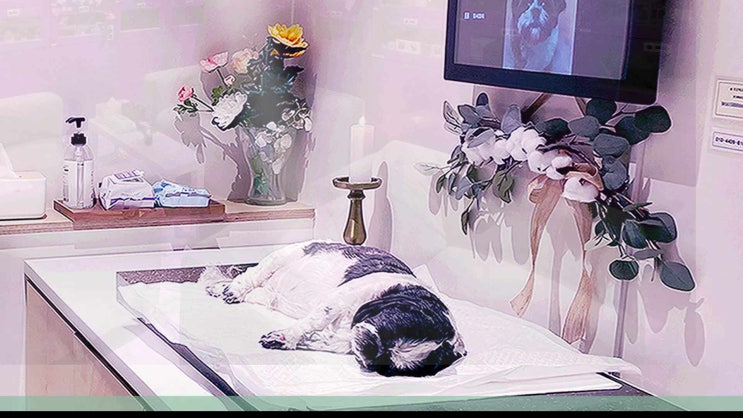  안양 강아지 장례 애견 화장터 반려동물 화장 반려견 장례식장 신뢰되고 검증된 방식으로