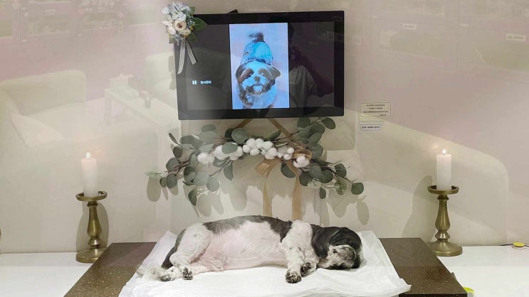 부천 강아지장례 세상에서 마지막 빛나는 순간을 함께 합니다