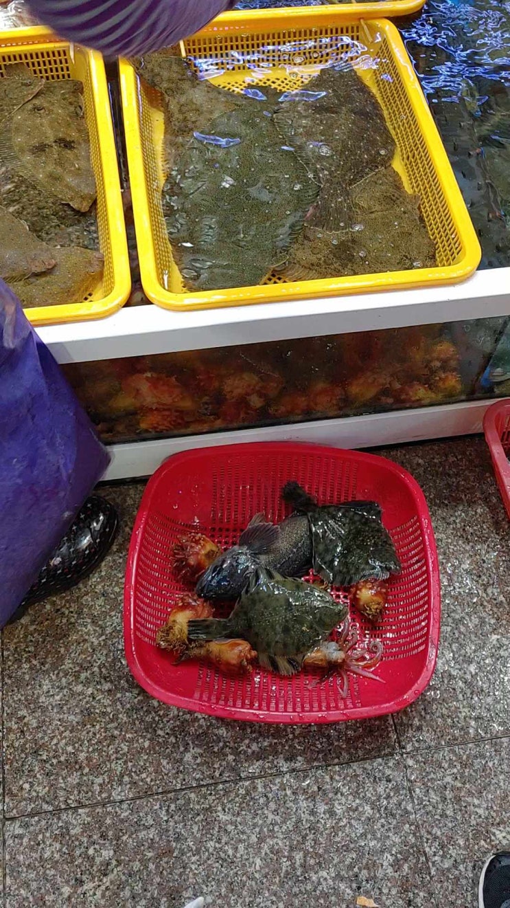  속초 대포항 수산시장 c동에서 5만원어치 횟감..