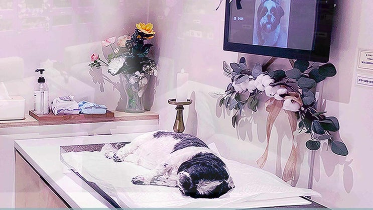  남양주 강아지 장례 반려동물 화장 시간 제약 없이 빠른 예약으로