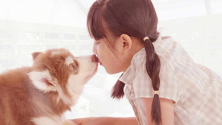  부천 강아지 장례 고양이 장례 반려동물 장례식장 간소한 형식과 수준 높은 절차로
