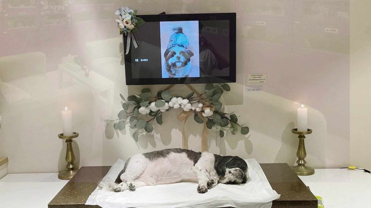  수원 반려동물 장례 고양이 화장 압도적 만족도의 애견 장례식장