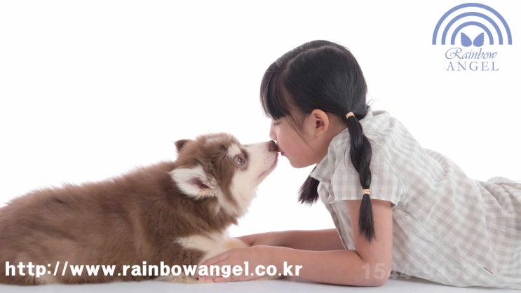  남양주 반려동물 장례 24시간 진행할 수 있는 애견 화장터 반려견 장례식장을 이용하세요