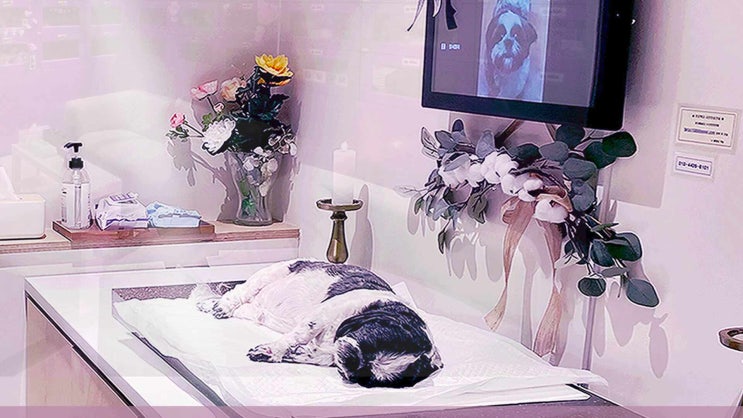  부천 고양이 장례 반려동물 화장 장례식장 꼼꼼한 분들이 찾는 곳