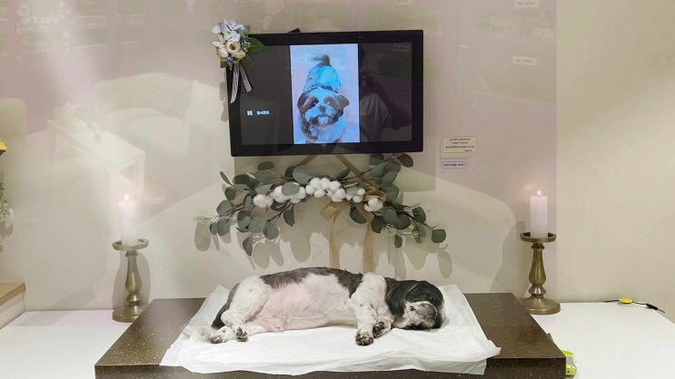  안산 강아지 장례 고양이 화장 모두가 만족하는 방식과 함께