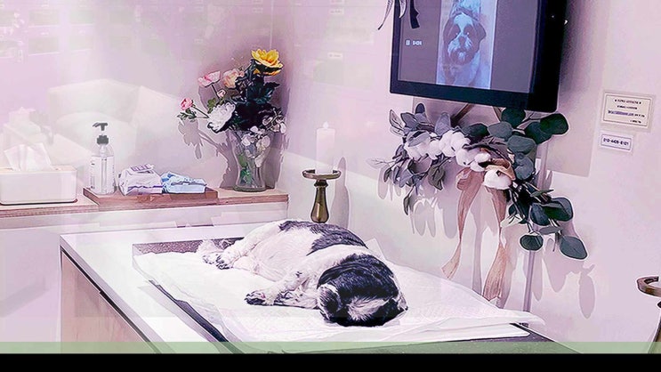  남양주 애견 장례 반려동물 화장 화장터 편안하게 이용할 수 있는 장례식장