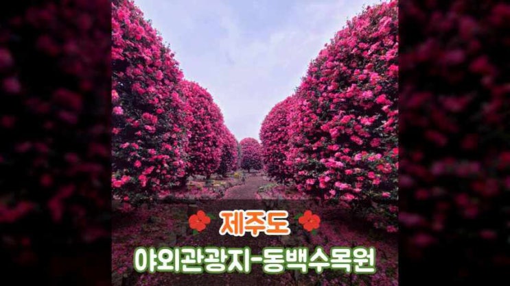 제주도 2일차 - 동백 수목원과 동백꽃 명소들 소개할게요