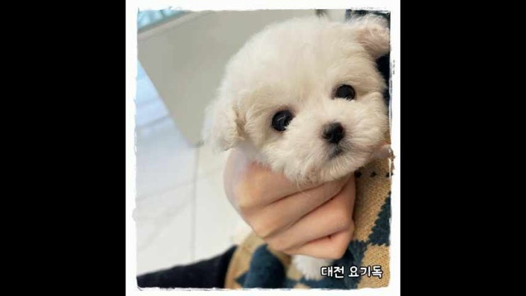 청주애견샵 건강한 말티푸