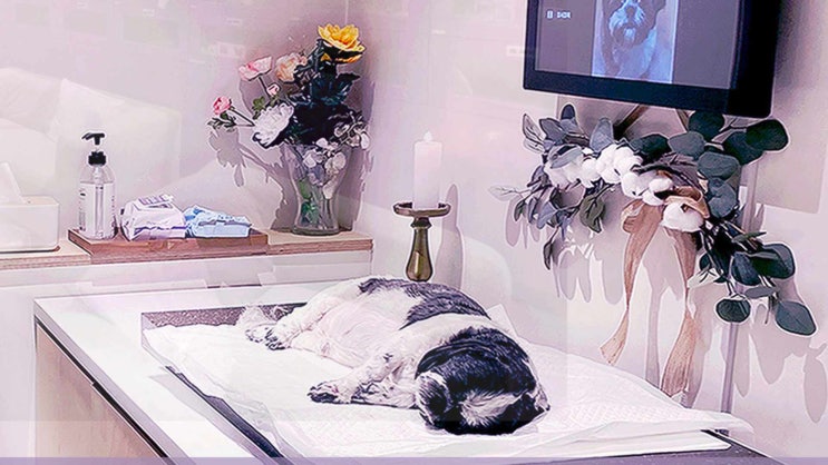  강아지 죽으면 고양이 죽음 빠른 대처를 위한 전문 서비스