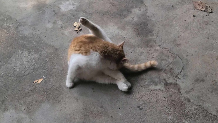  길냥이 소개
