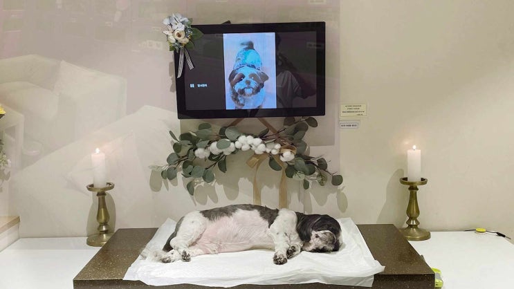  강아지 화장 장례식장 후기 통해 파악하세요