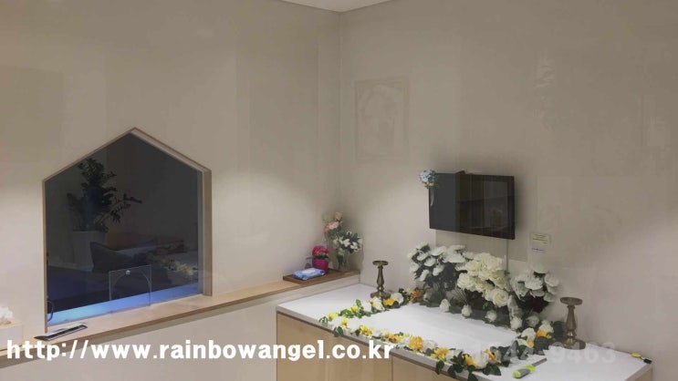  고양이 죽음 죽으면 죽었을 때 안전한 대처법과 숙지사항