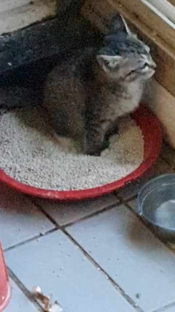  고양이 배변 활동, 포유류 동물 주인을 안다 밖에서는 목줄 해야 한다 털갈이하고 똥 오줌을 가린다 알르지 알레르기 조심하세요 안약 사용