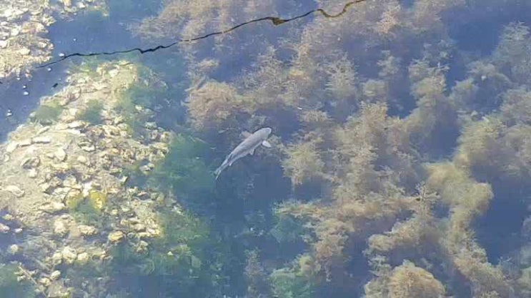  숭어의 궤적 욕지도 여행 카페리호 벵에돔 낚시 통영 가볼만한 곳 욕지도 고구마 여행객과 낚시꾼이 찾는 곳 욕지도 다리 구경