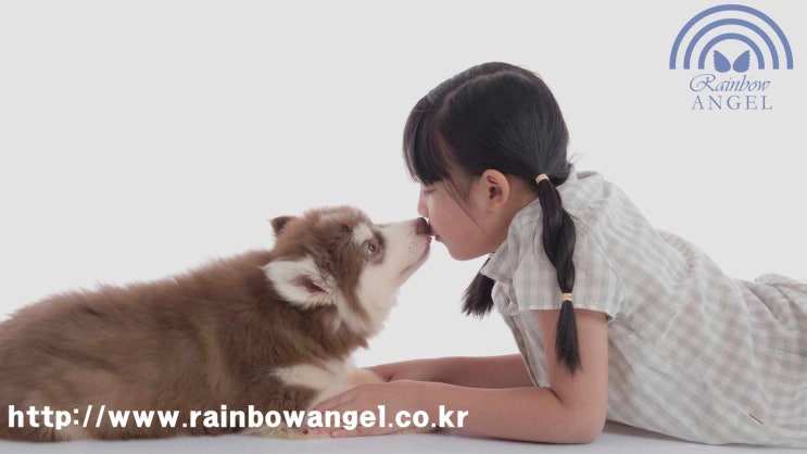  반려견 죽음 장례식장 어디서든 최단거리에서 편리하게
