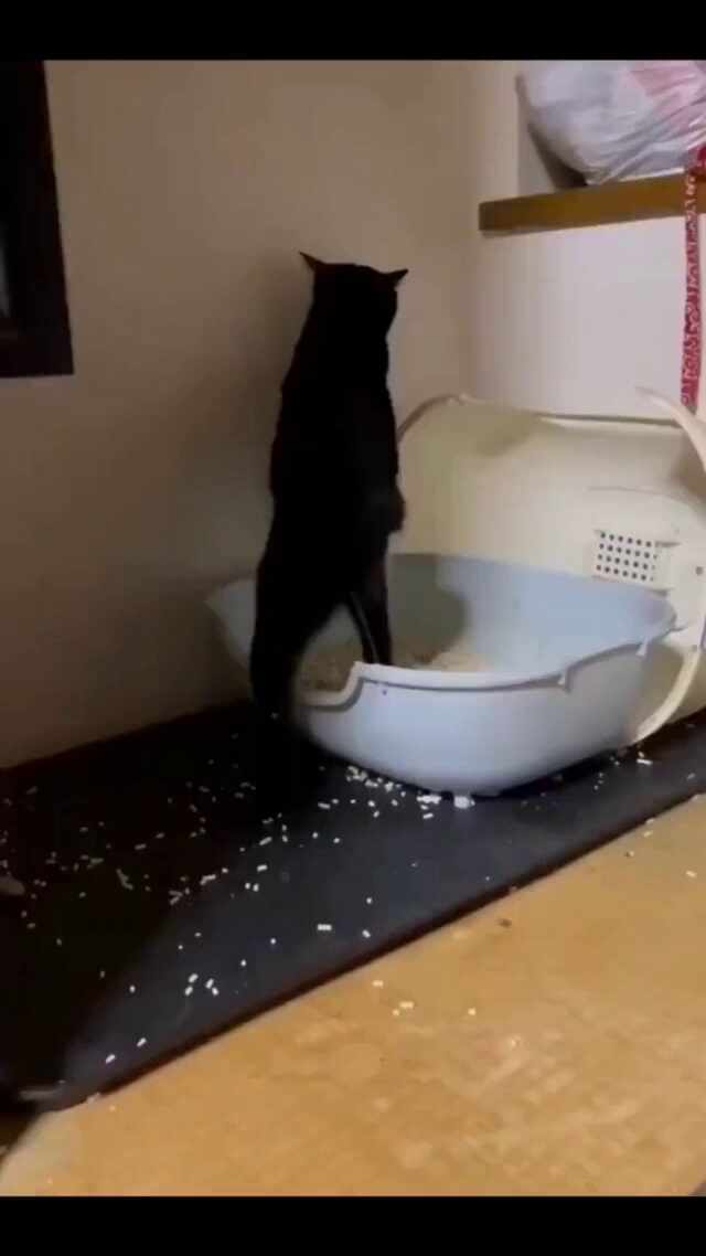  서서 오줌누는 고양이