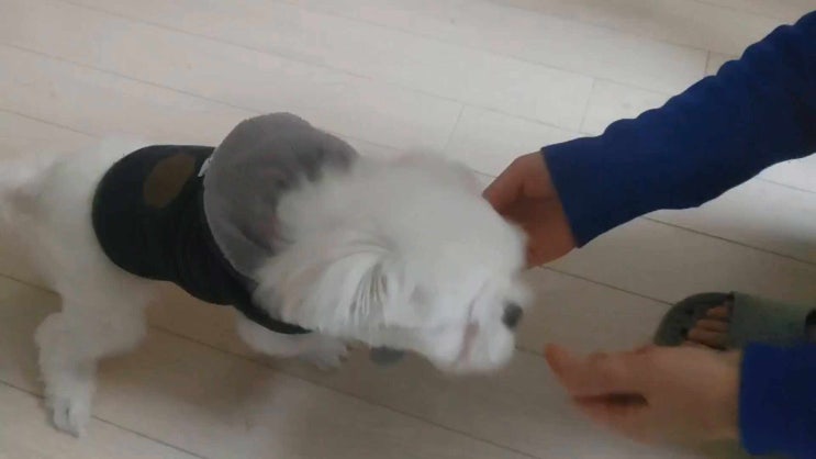 로얄캐닌 ; 괜찮쥬 ; 2개월 ~ 10개월 사료 로얄캐닌 퍼피 ;새끼강아지사료
