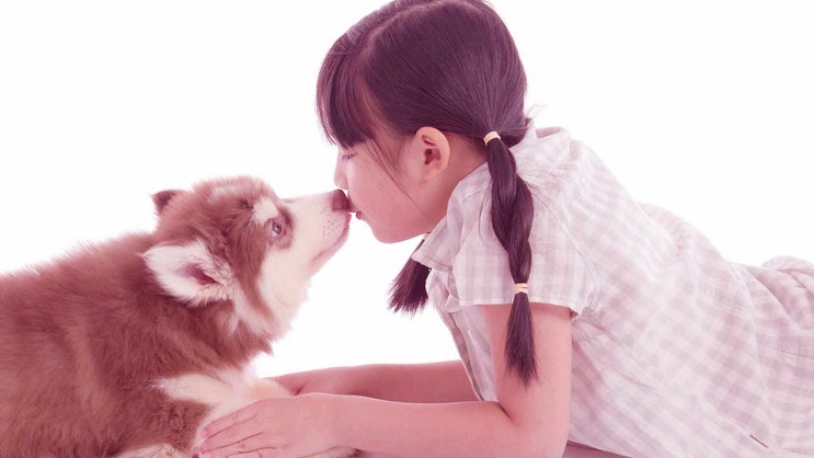  군포 강아지 장례 고양이 화장 반려동물 장례식장 쉽고 편하게