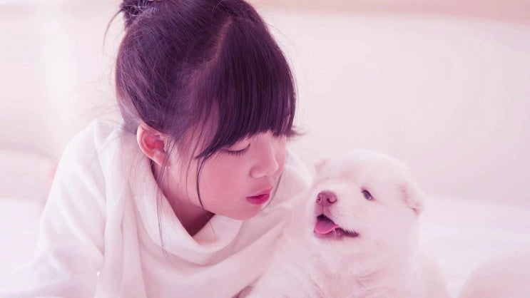  수원 강아지 장례 정직한 진행으로 유명한 곳