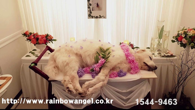  인천 강아지 장례 위치와 서비스 만족도를 살펴보세요