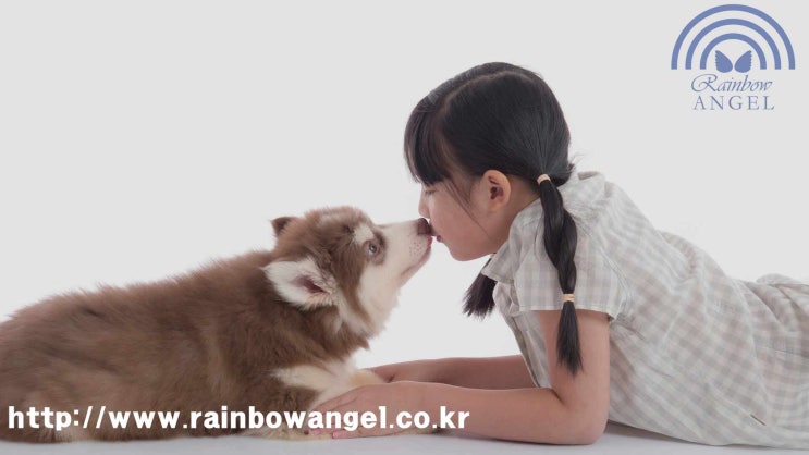  인천 반려동물 장례 최선의 선택을 위한 장례식장