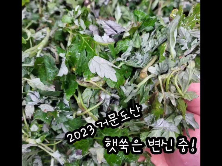  광동떡방앗간의 건강한 쑥떡 4인방과 봄 별미 맛보기