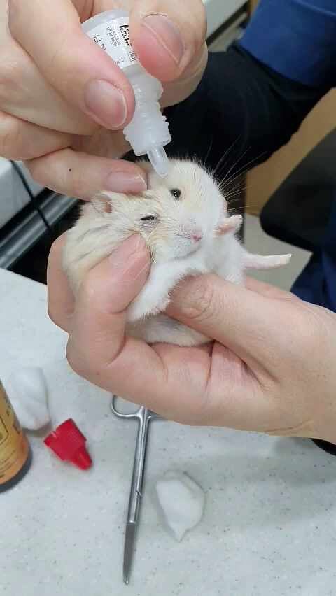 햄스터 안약 넣기, 발톱자르기(부천 포근한 동물병원)