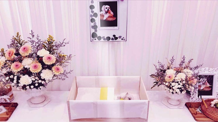  충남 계룡시 공주시 강아지 장례 고양이 화장 애견 화장터 가까운 반려동물 반려견 장례식장