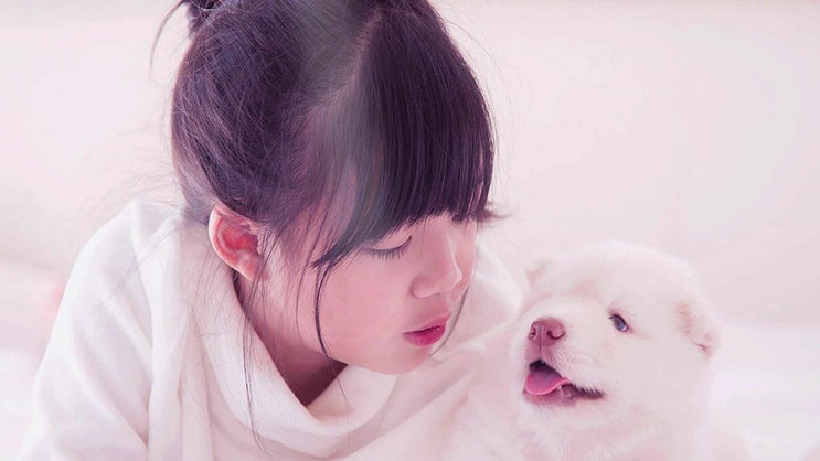  서울 강아지 장례 화장 실속 있는 진행으로