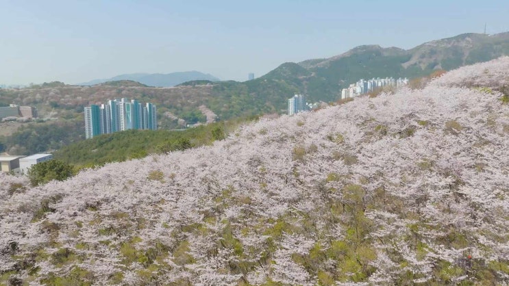  부산 벚꽃 명소 : Korea - See Cherry Blossoms In Busan