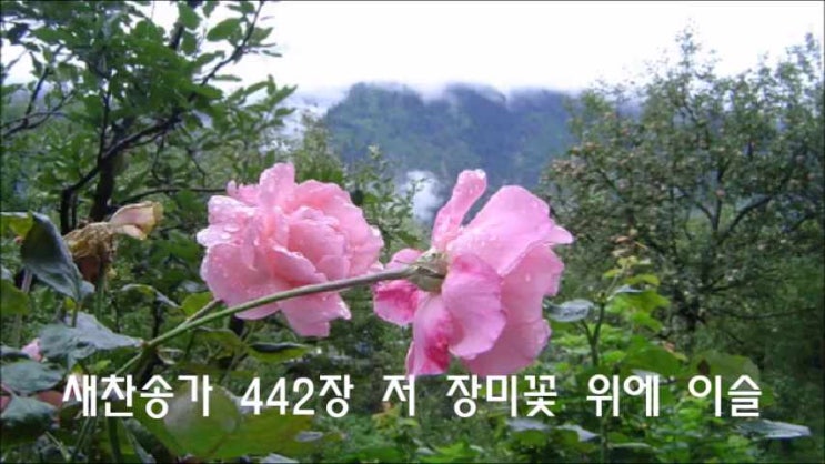  새찬송가 442장 저 장미꽃 위에 이슬