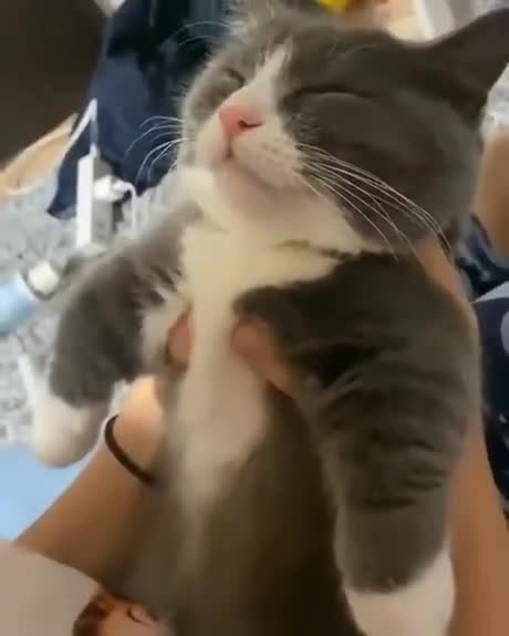  자고 있는 고양이한테 뽑뽀하기.gif