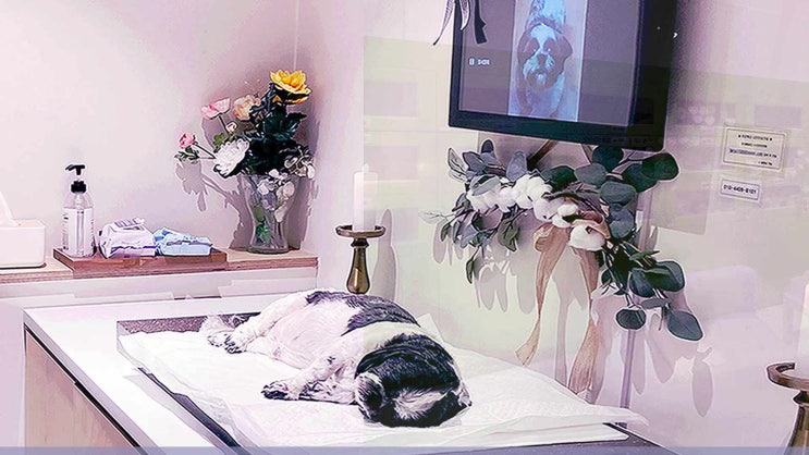  구로구 관악구 강아지 장례 고양이 화장 반려견 화장터 반려동물 장례식장 24시간 언제든 아이들과 작별 인사를