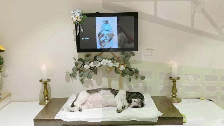  시흥 애견 장례 반려동물 화장 장례식장 최고 수준의 시설과 함께 하세요