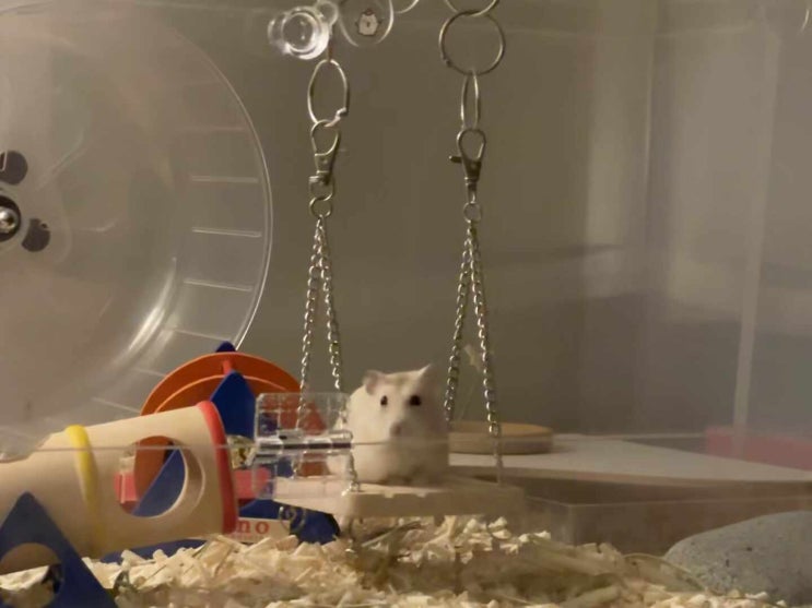  오랜만에 올리는 베리 근황 