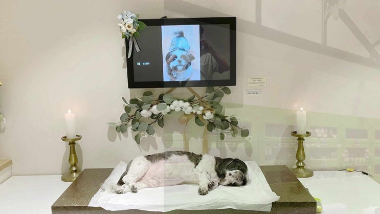  화성 강아지 장례 화장 장례식장 최상급 시설을 보유한 곳에서