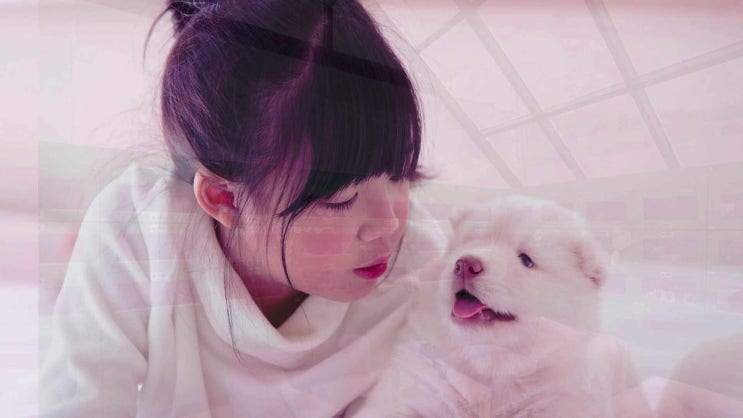  인천 강아지 화장 최대 규모로 안전한 시설이 보장된 곳