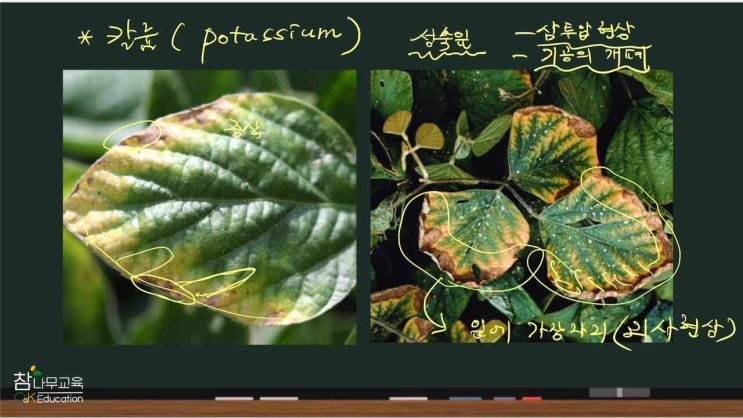 [ 사진톡 ] 칼륨 결핍증상에 대해 알려주세요 : 네이버 블로그