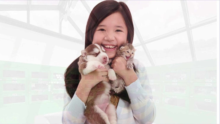  시흥 고양이 장례 반려견 장례식장 안락한 공간과 시설에서