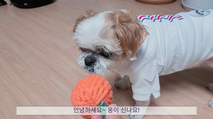  UFO넥카라로 아픈 강아지 목편안하게 해주기
