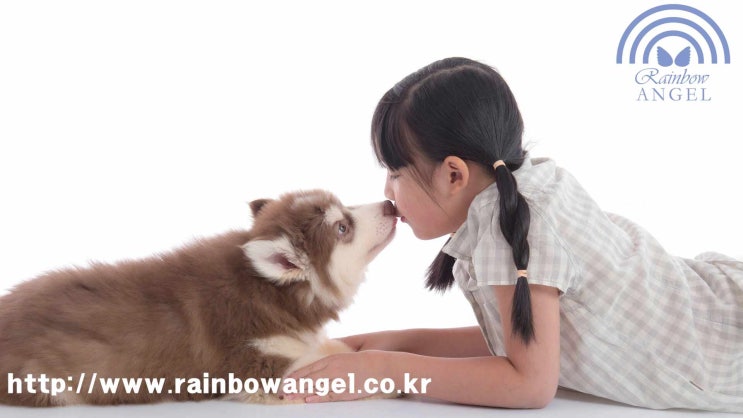  서울 강아지 장례 고양이 화장 신중하고 똑똑한 결정을 위해