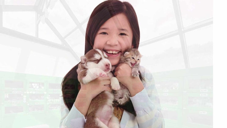  평택 고양이 장례 장례식장 당일 예약으로 바로 진행 가능한 절차