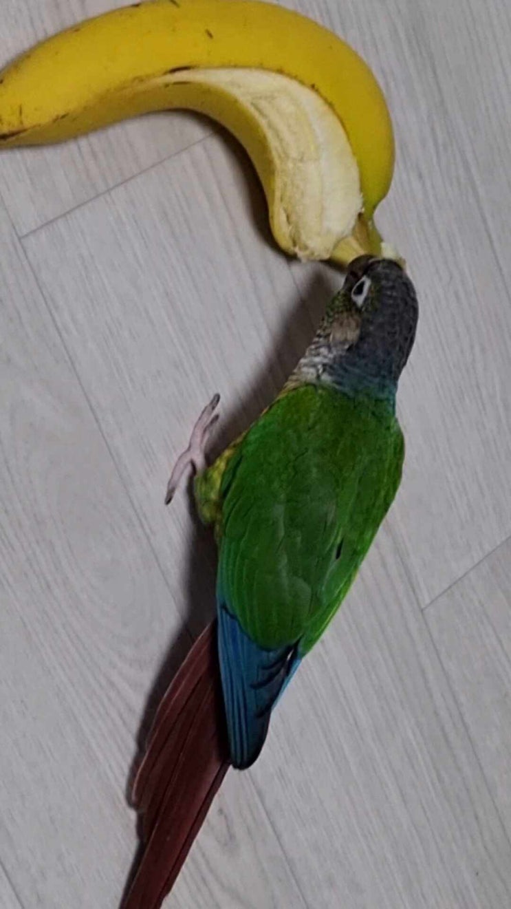  바나나 먹는 초롱이