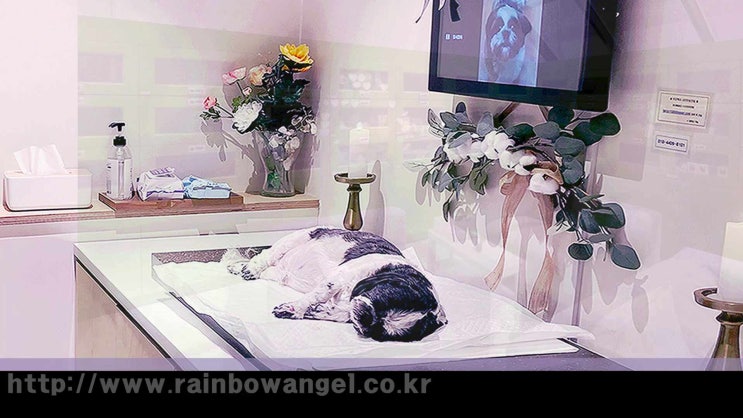  햄스터 토끼 앵무새 고슴도치 장례 소동물 화장 화장터 장례식장 작지만 더 전문적으로