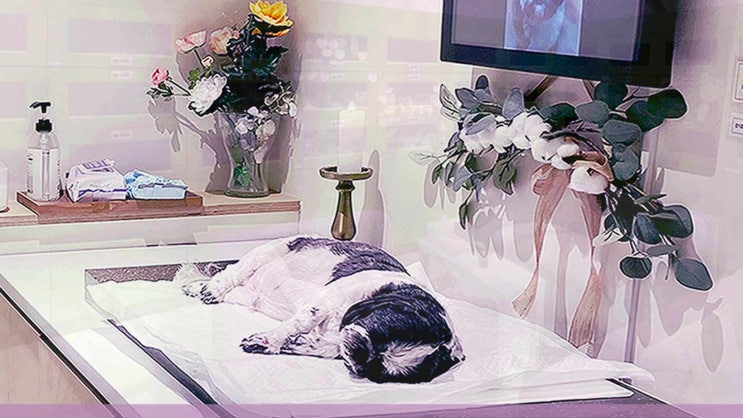  당진 태안 서산 강아지 장례 고양이 화장 애견 화장터 반려동물 반려견 장례식장 정성 가득한 구성으로